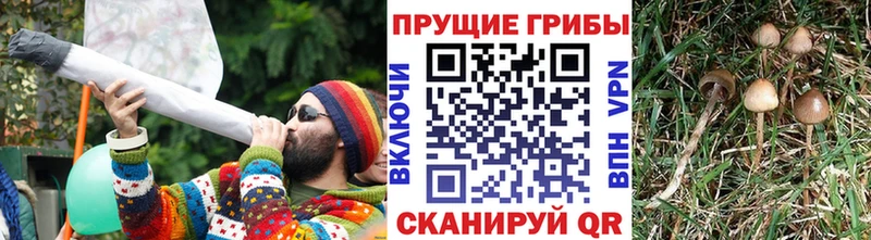 Псилоцибиновые грибы мицелий  Купить закладки  Дубна 